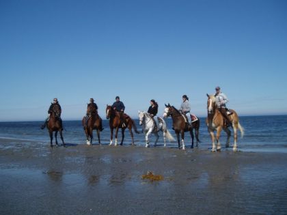 Six chevaux sur la plage