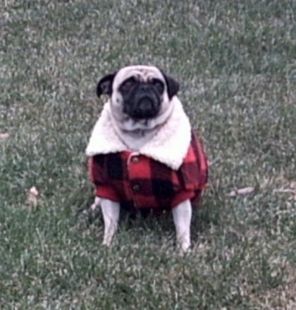 Un pug avec un manteau