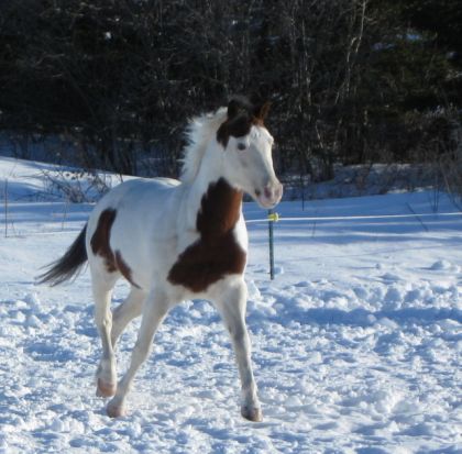 Le beau Cachou. On dirait qu'il est en dressage là-dessus!