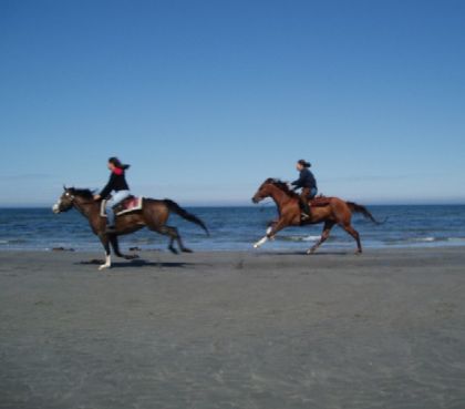 Deux chevaux au galop sur la plage