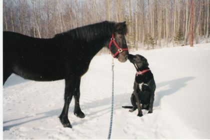 mon poney balckie et sultan mon chien ;)