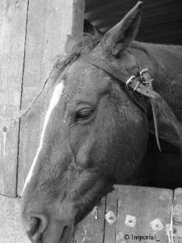 Mon beau doudou (L)