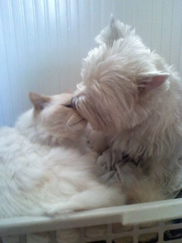 C'est pas des dada mais bon , mon chien et mon chat qui se font...