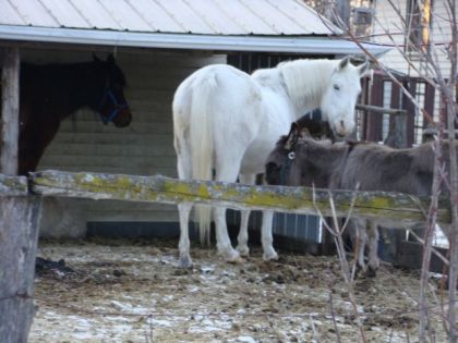 ce cheval la je le connais pas je l'est juste posé comme sa mais...