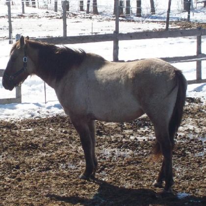 Jack Buckskin