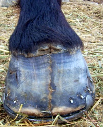 Voici le sabot de Pégane. On limite les ravages dû a son...