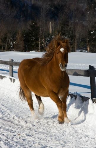 photo par Eva Rose Ferme Beaubois Billy Katy jument Canadienne