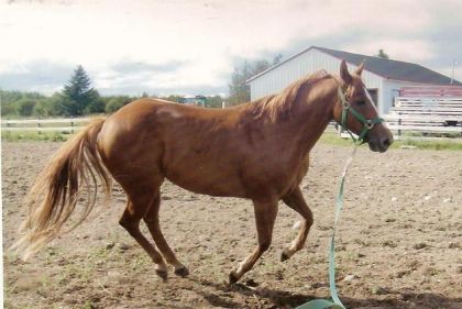 Voici Olden Time Chex; mon cheval; ma vie :)