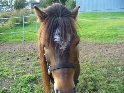Mon peney devenu ponette!lol