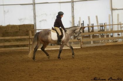 Curioso compé dressage arrivé 1er et 2e!