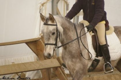 Curioso compé dressage arrivé 1er et 2e!