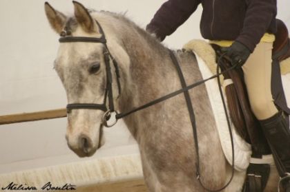 Curioso compé dressage arrivé 1er et 2e!