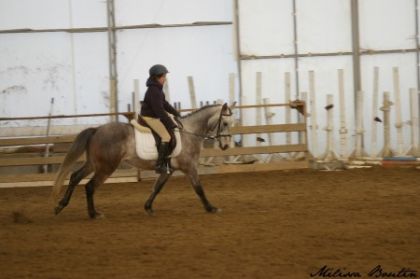 Curioso compé dressage arrivé 1er et 2e!