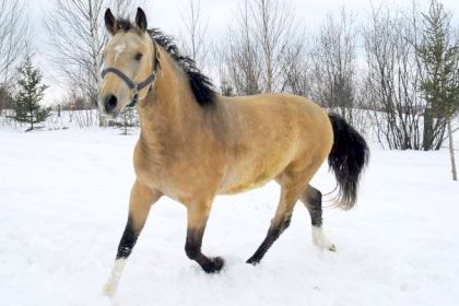 Bill qui a perdu ses boucles d'hiver...d&eacute;j&agrave;!!!