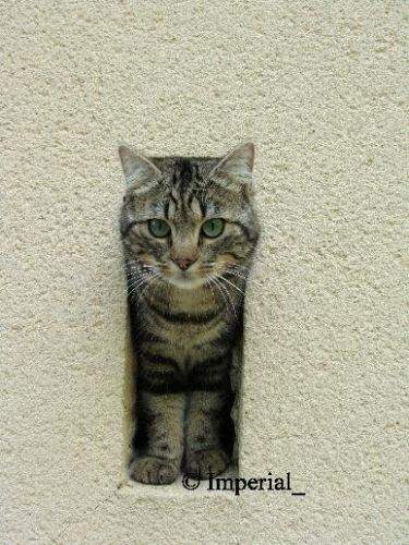 Paprika, mon chat (L)
