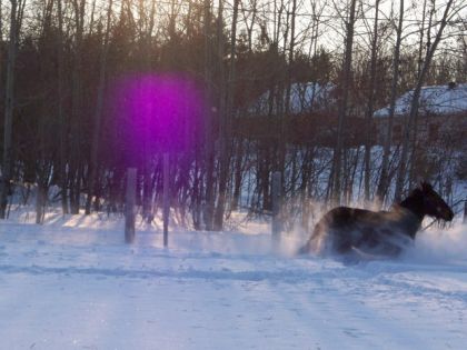 Mon poulain un soir dans la neige! D&eacute;sol&eacute;e... mon appareil photo...
