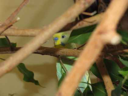 Mon oiseau qui se cache dans l'arbre