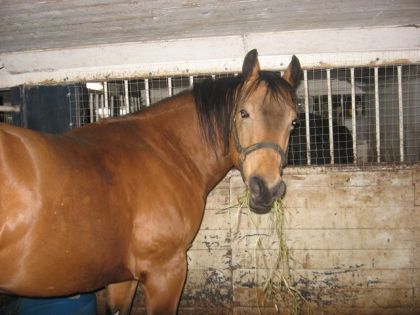 voici un gros étalon ! ^^ solano( cocombre pour les intimes :P)