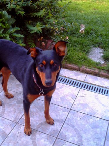 Ma Cayenne Chérie ! (L)