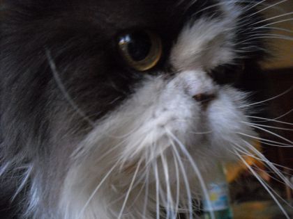 Mon Pollux d'amour