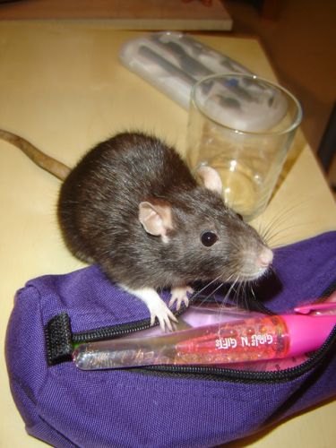Georgette, ma petite ratone, morte depuis cette photo ... :'(
