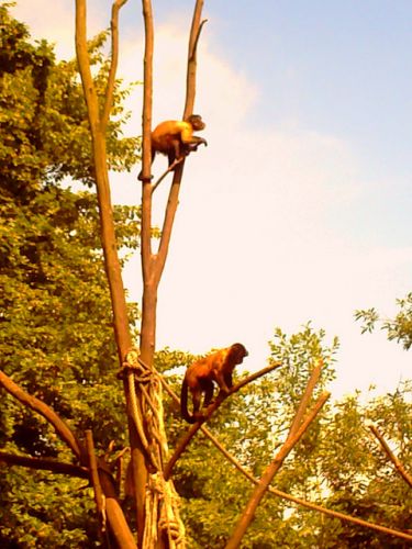 Des singes XD