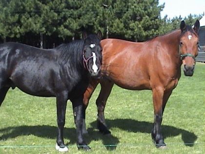 Les deux chummy Raven et Navarro