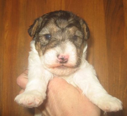 Marcus..mon petit chiot Fox terrier qui va venir agrandir la...