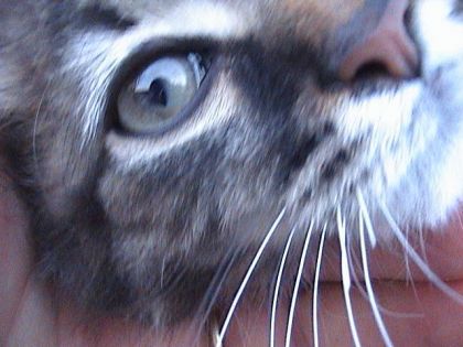 Voici Lynx notre chat d'écurie (une vrai perle)