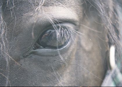 une photo prise comme sujet de peinture: "Oeil de Rêve"