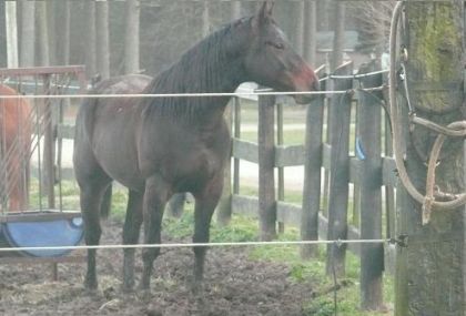 POWER OF RIMA .!!  Sa cest du Muscle pour un poulain de 2 ans et...