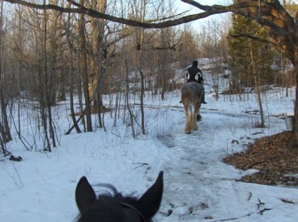 En trail avec sur ma jument Canadienne. C'est le temps des...