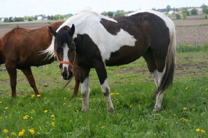 Bella qui mange du gazon après avoir couru !