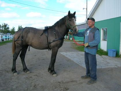Premier essai de l'attelage...elle trouvait &ccedil;a un peu bizarre!