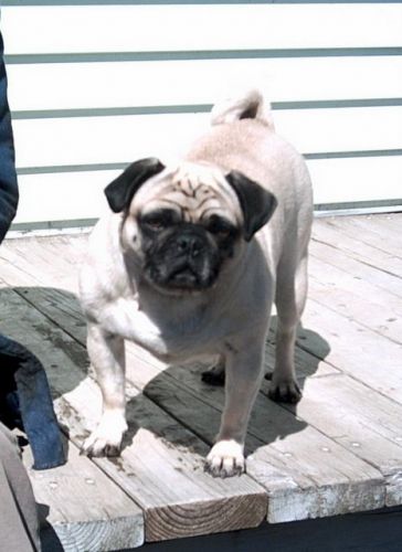 Chien pug