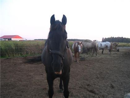 Je vous fait la grimace !