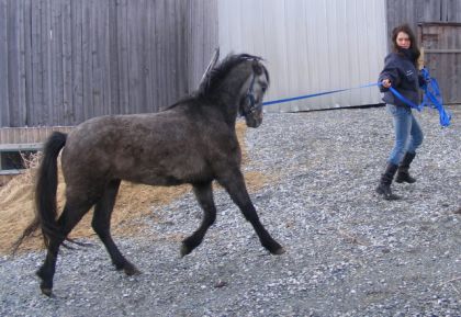 Mon poney Poney au trop , les oreiles par en arrières