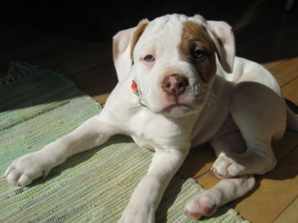 Mon nouveau petit pitou :)