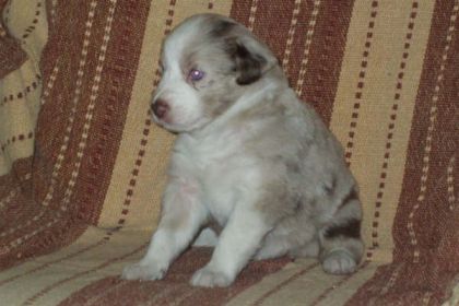 Mon petit chien