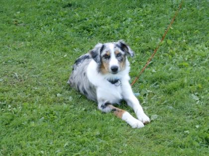 Mon chien!!