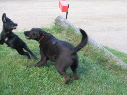 Elle veut bien jouer mais Baloo est pas très sur que ca lui...