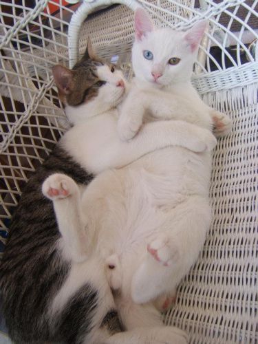 Mes deux chats, Raton et Roméo. Ils sont amoureux fou
