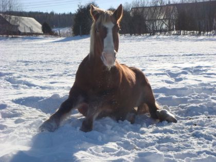 Maggie, la belle jument belge qui se relevait!! Belle pitoune!