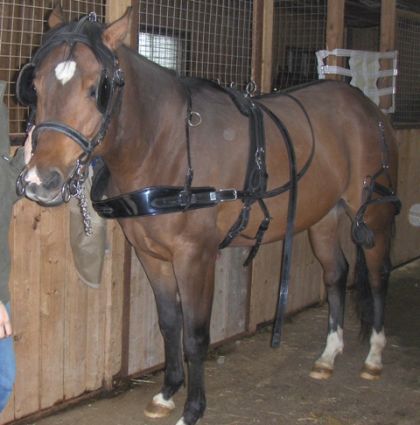 Mon cheval Arabe pour la première fois avec l'attelage,...