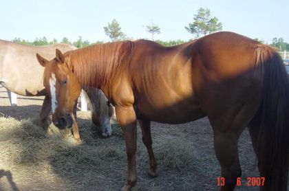 mon cheval Chex