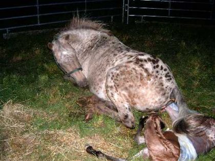 photo par ti-pou Voici Flash la petite dernière du loosa-ranch.