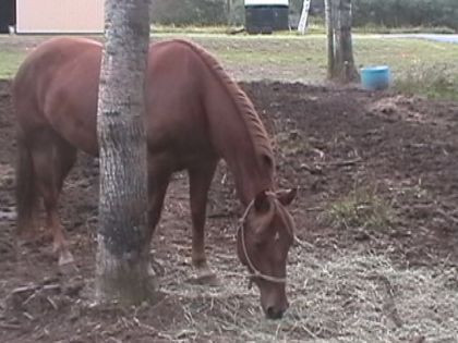 Cheval mangeant du foin dans son enclos