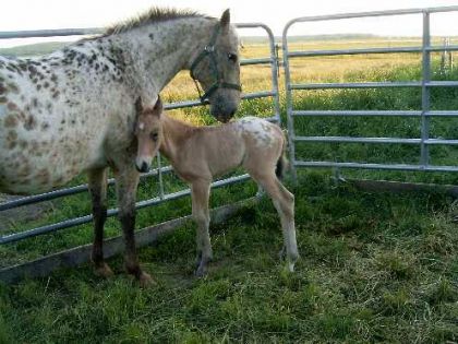 photo par ti-pou Flash qui a tout juste 12 heures de vie, (loosa-ranch)