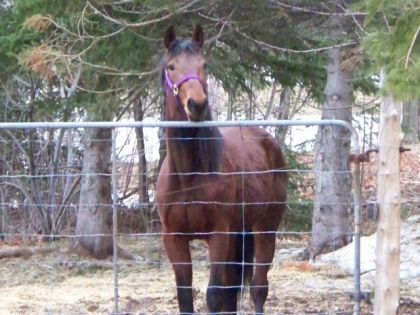 Mon cheval a maintenant 3 ans! :D