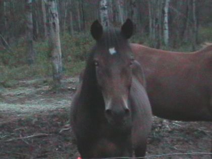 Cheval qui regarde la caméra
